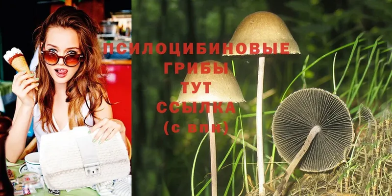 Псилоцибиновые грибы Psilocybe Лысьва